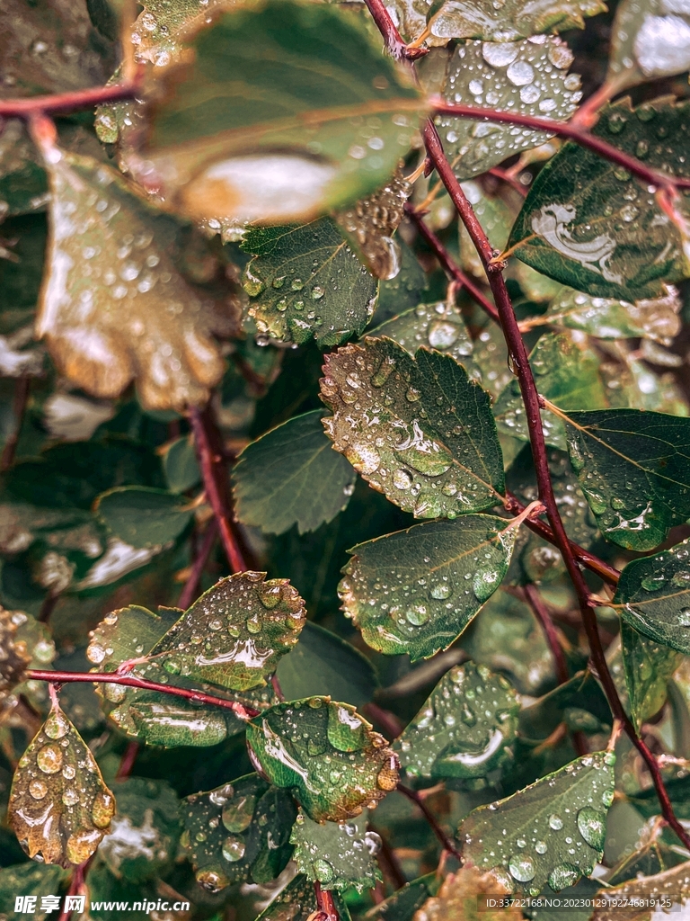 水滴水珠