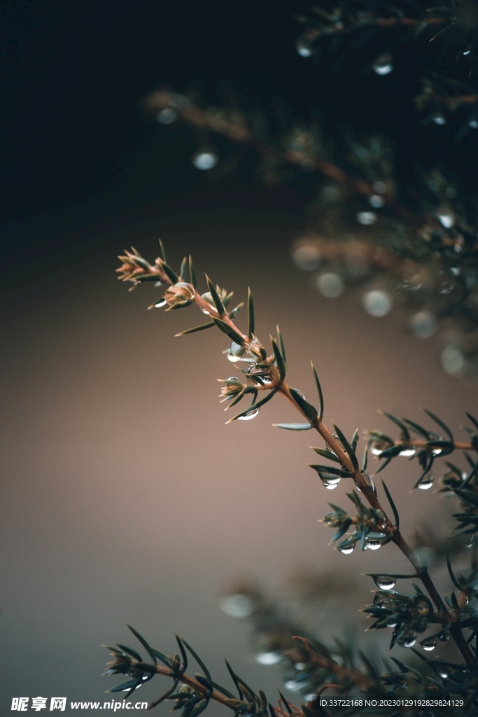 水滴水珠