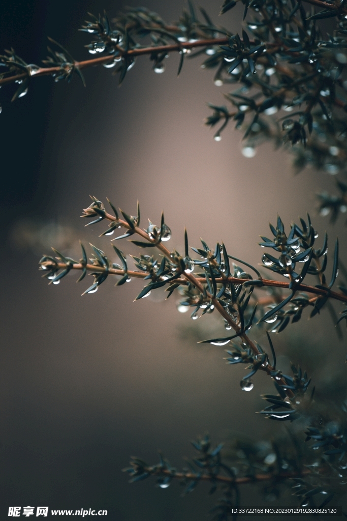 水滴水珠