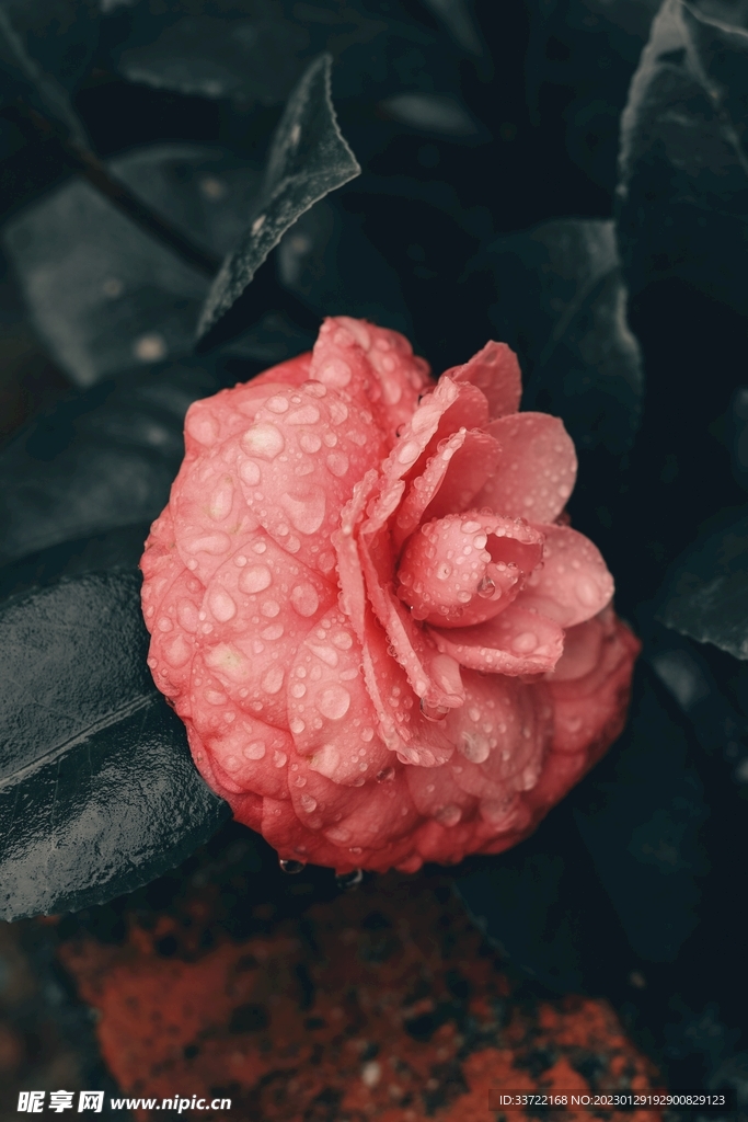 水滴水珠