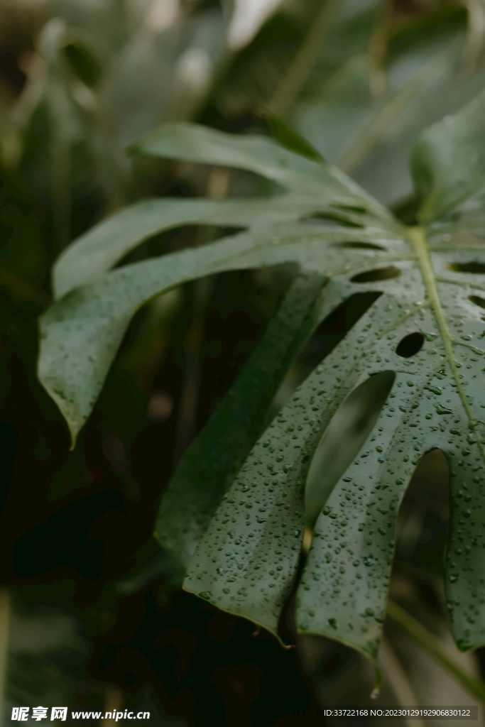 水滴水珠