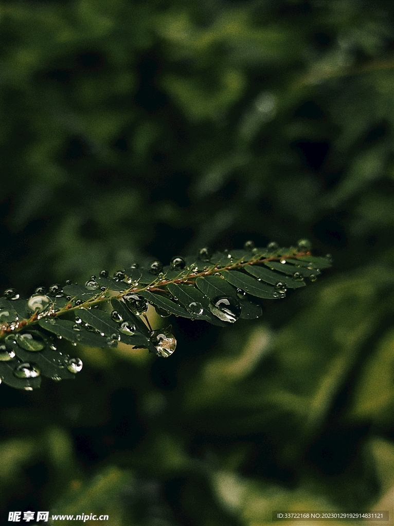 水滴水珠