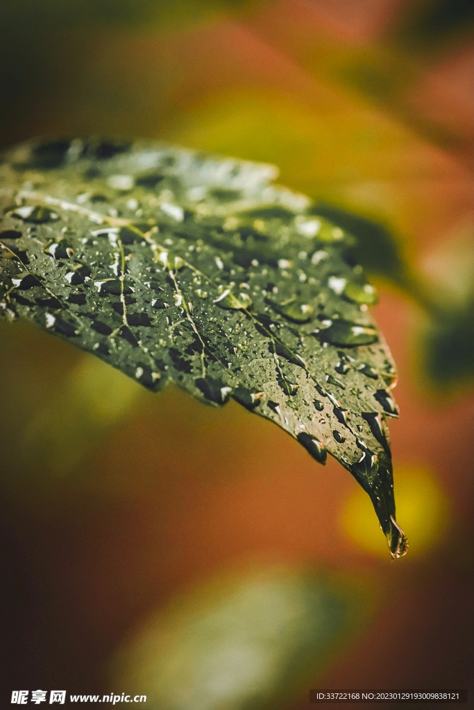 水滴水珠