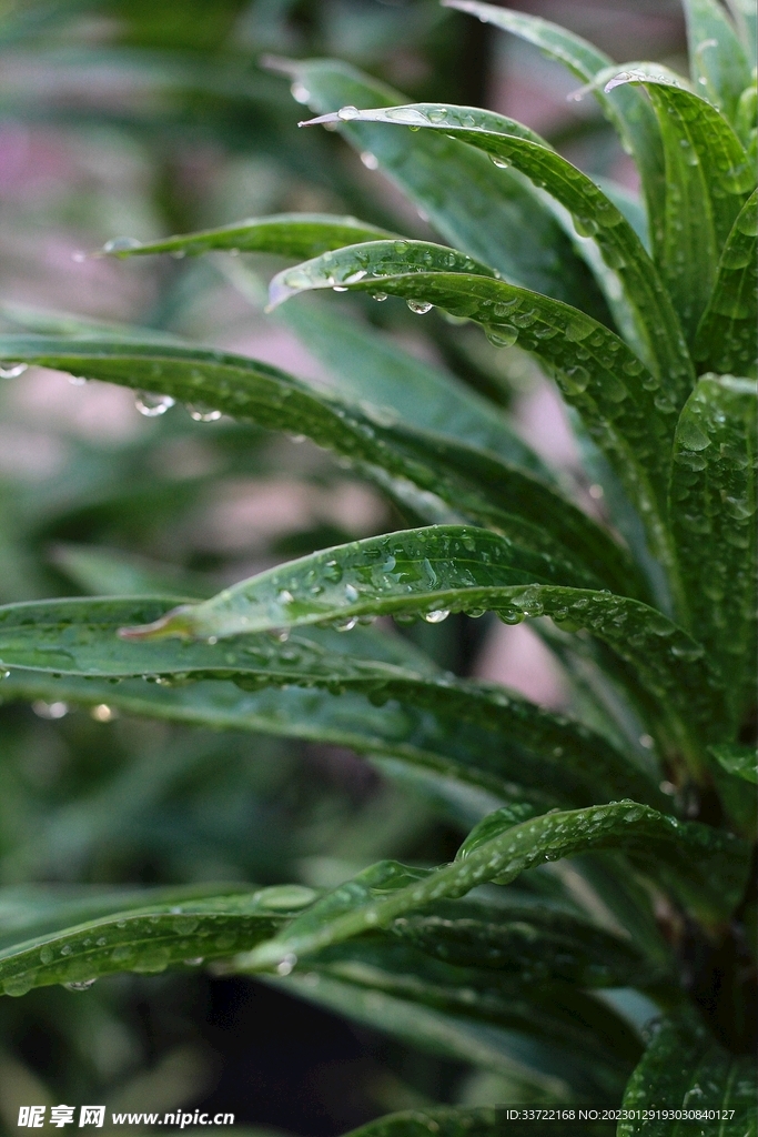 水滴水珠