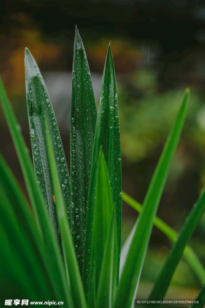 水滴水珠
