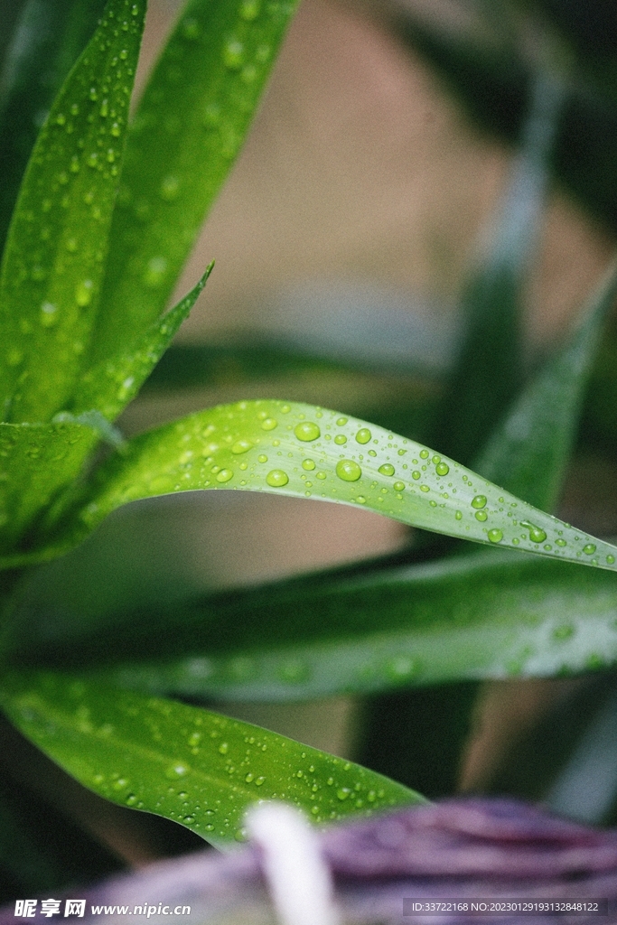 水滴水珠