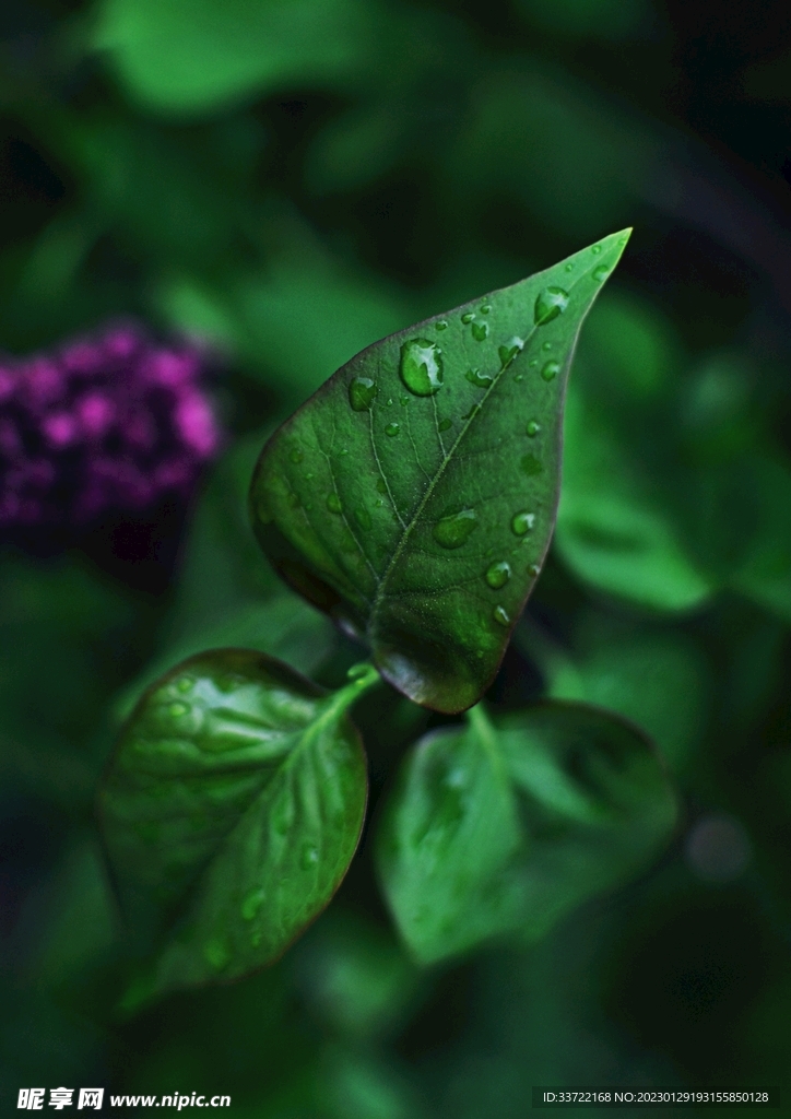 水滴水珠