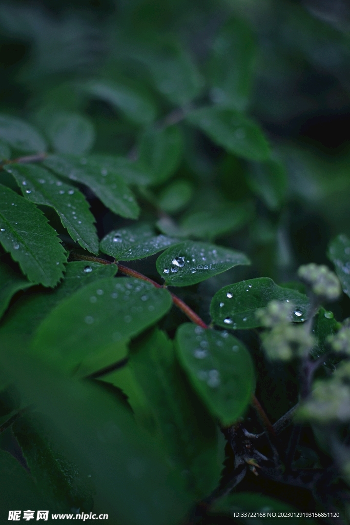 水滴水珠
