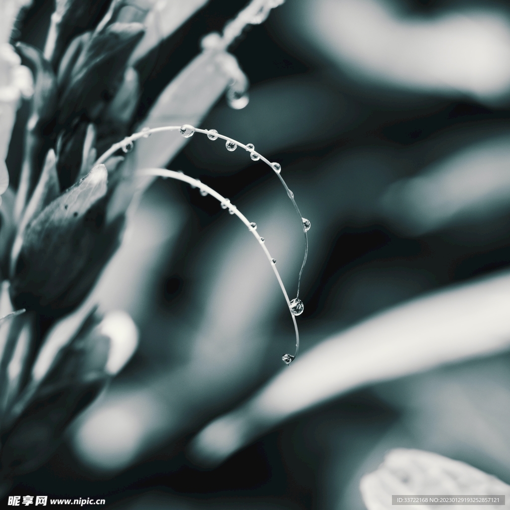 水滴水珠