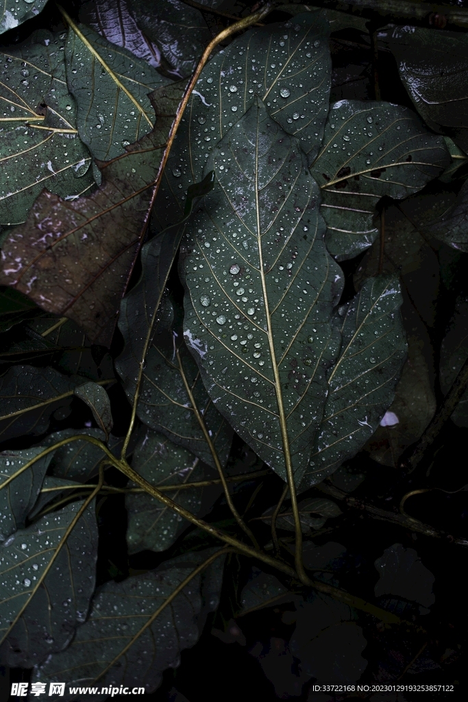 水滴水珠