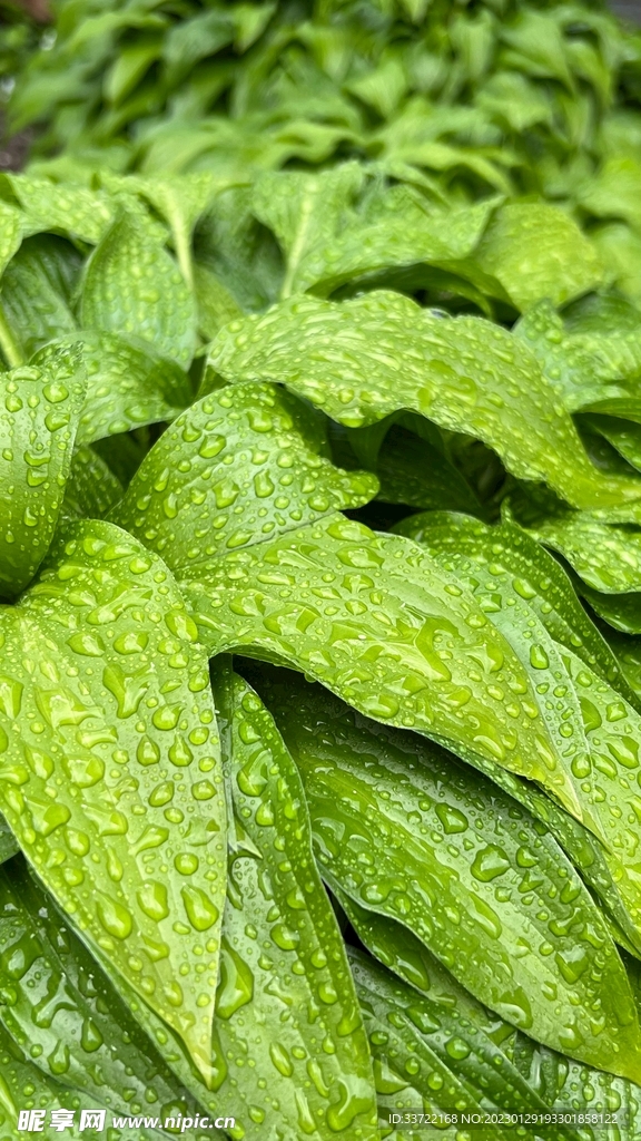 水滴水珠