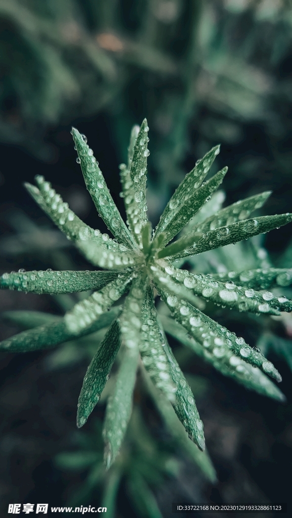水滴水珠