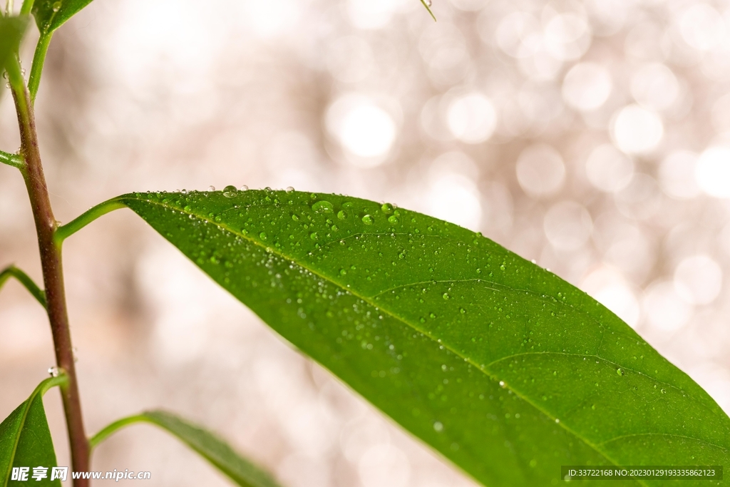 水滴水珠