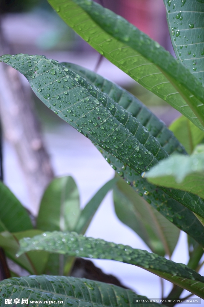水滴水珠