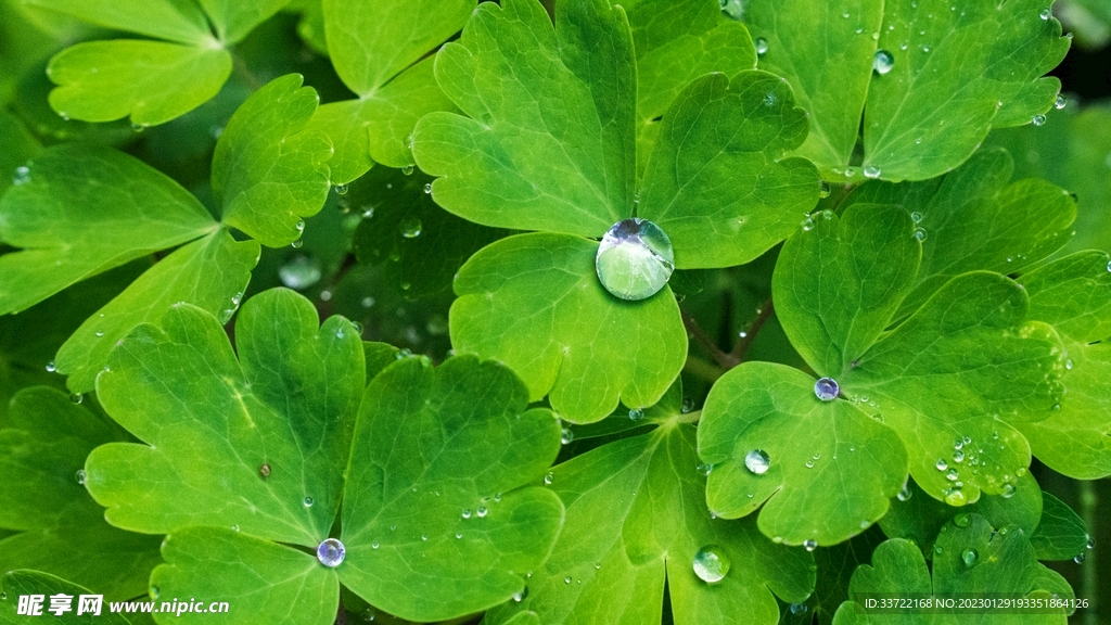 水滴水珠