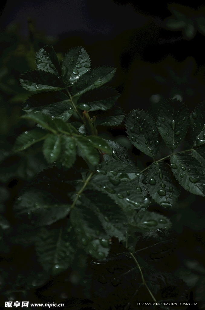 水滴水珠