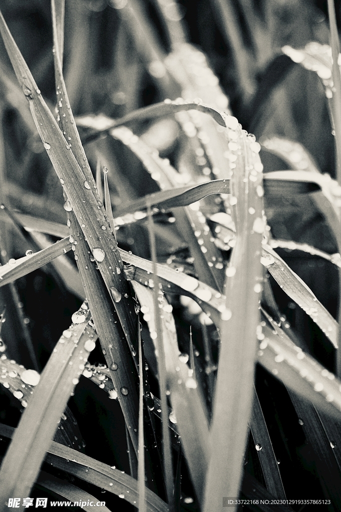 水滴水珠
