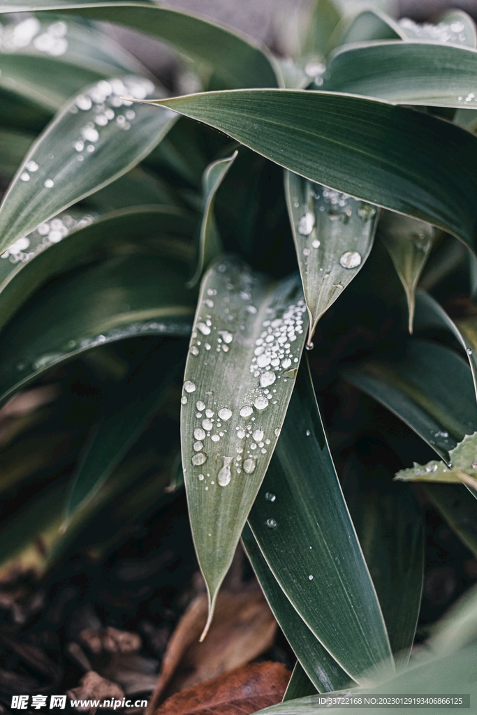 水滴水珠