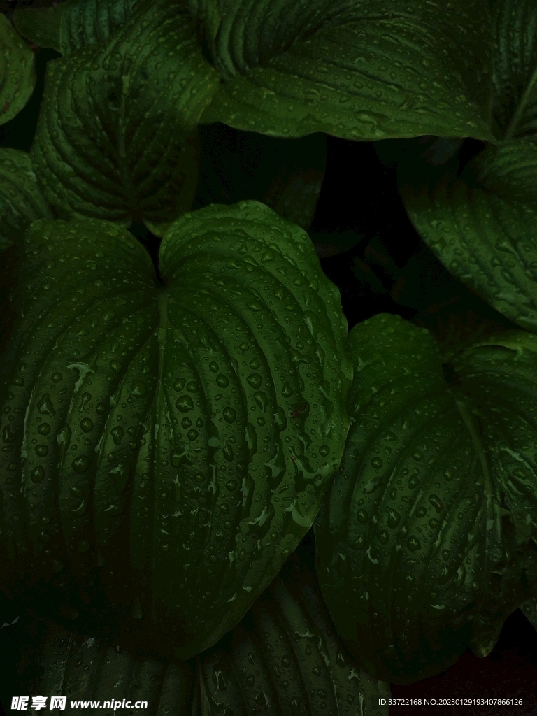 水滴水珠