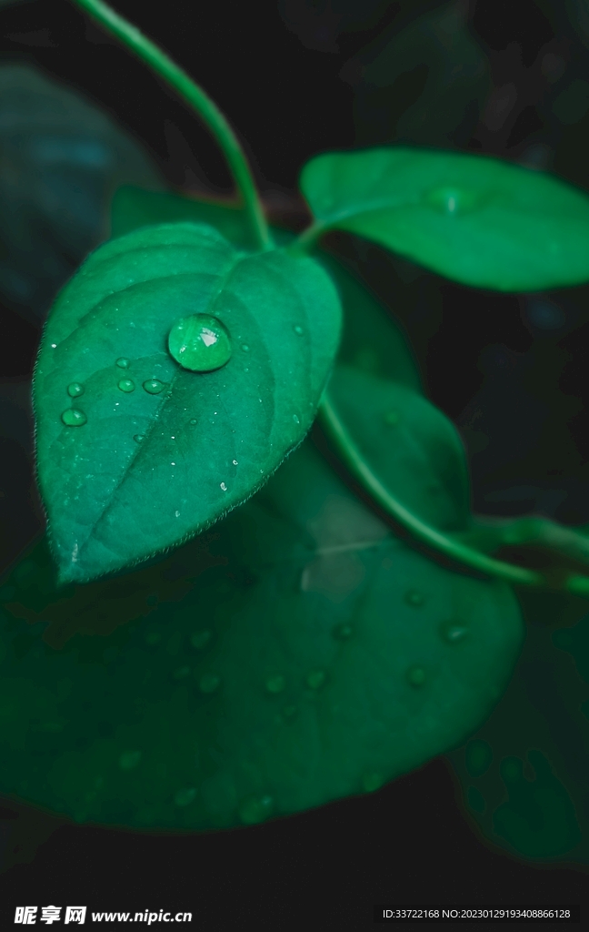 水滴水珠