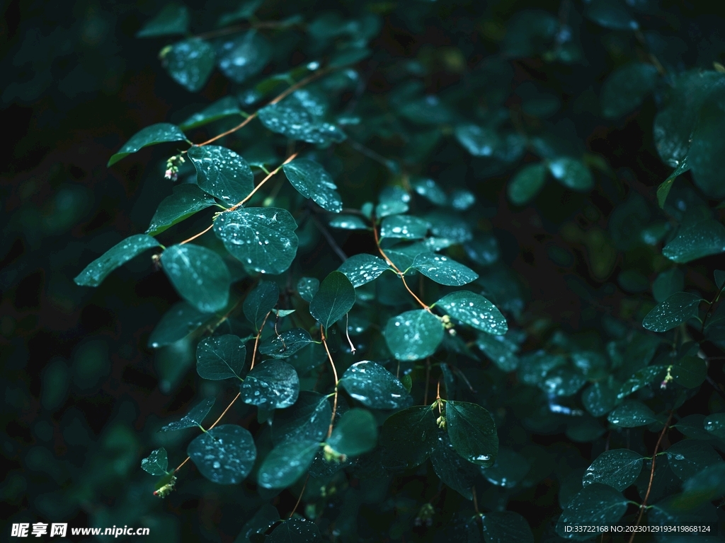 水滴水珠