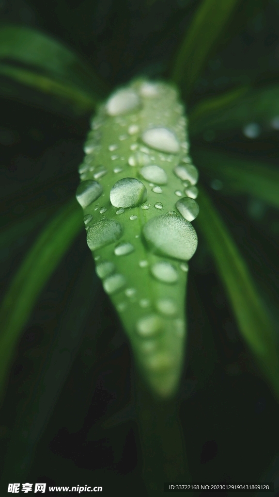 水滴水珠