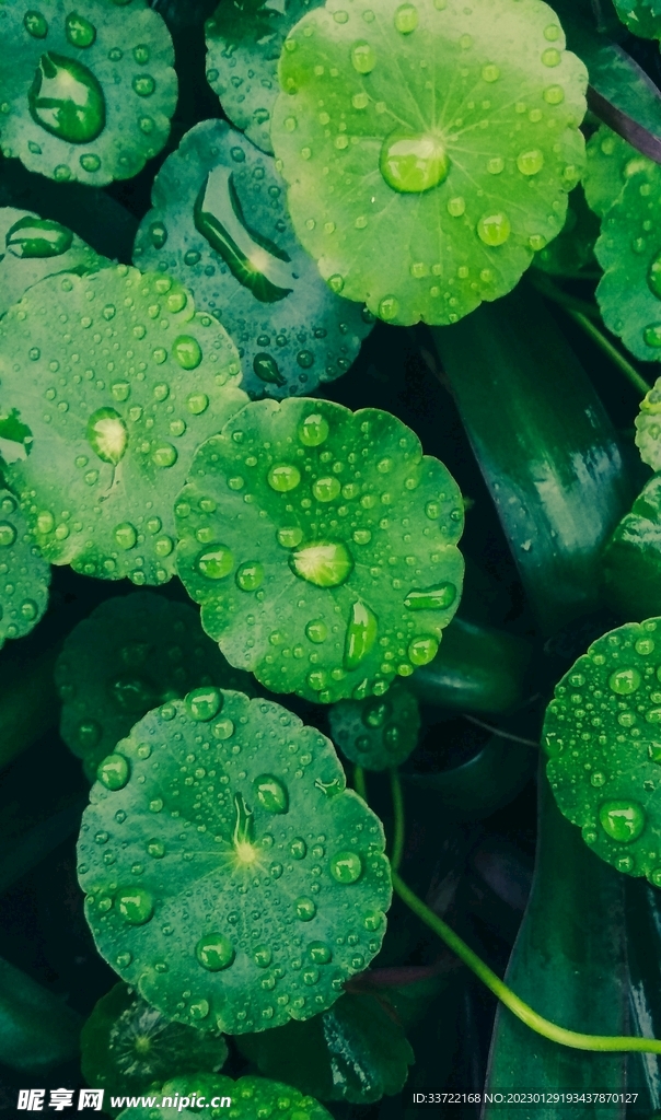 水滴水珠