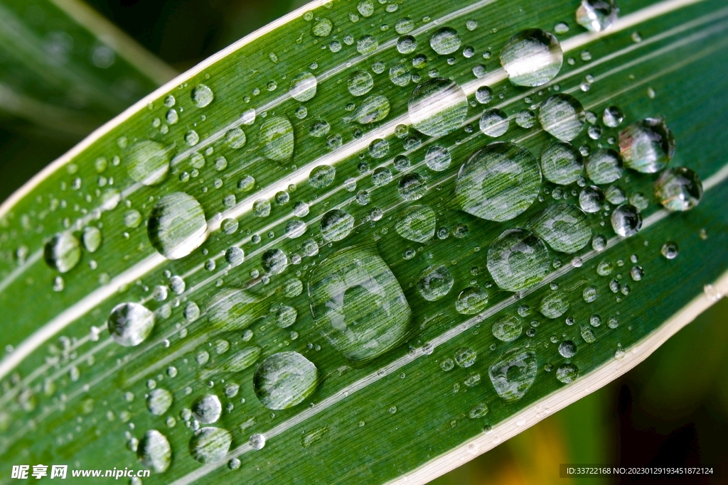 水滴水珠
