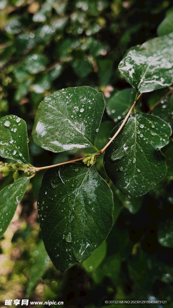 水滴水珠