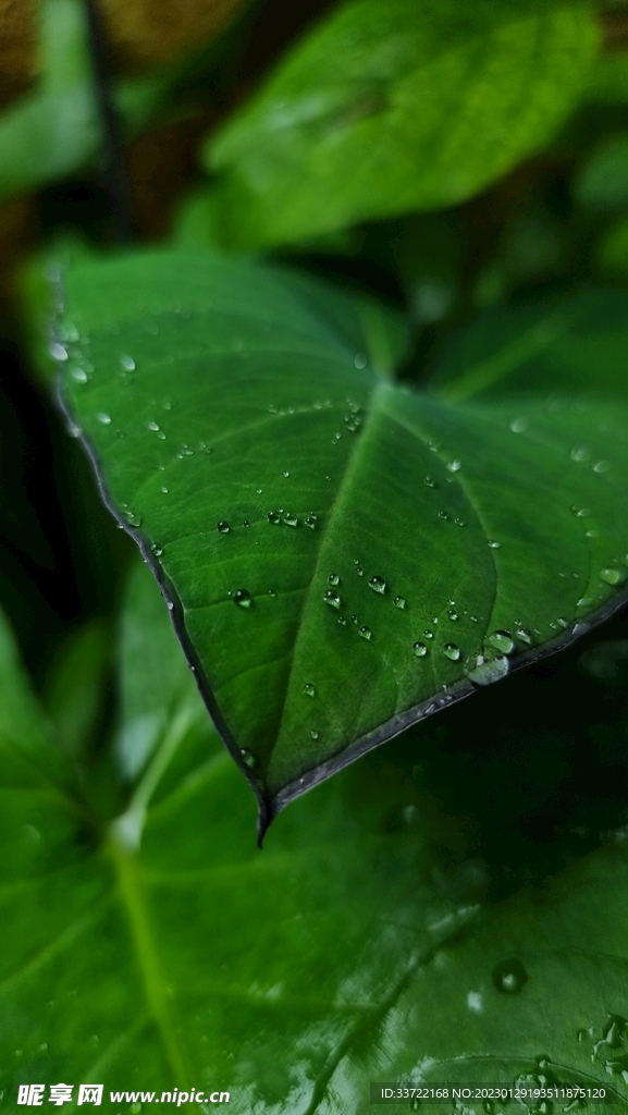 水滴水珠
