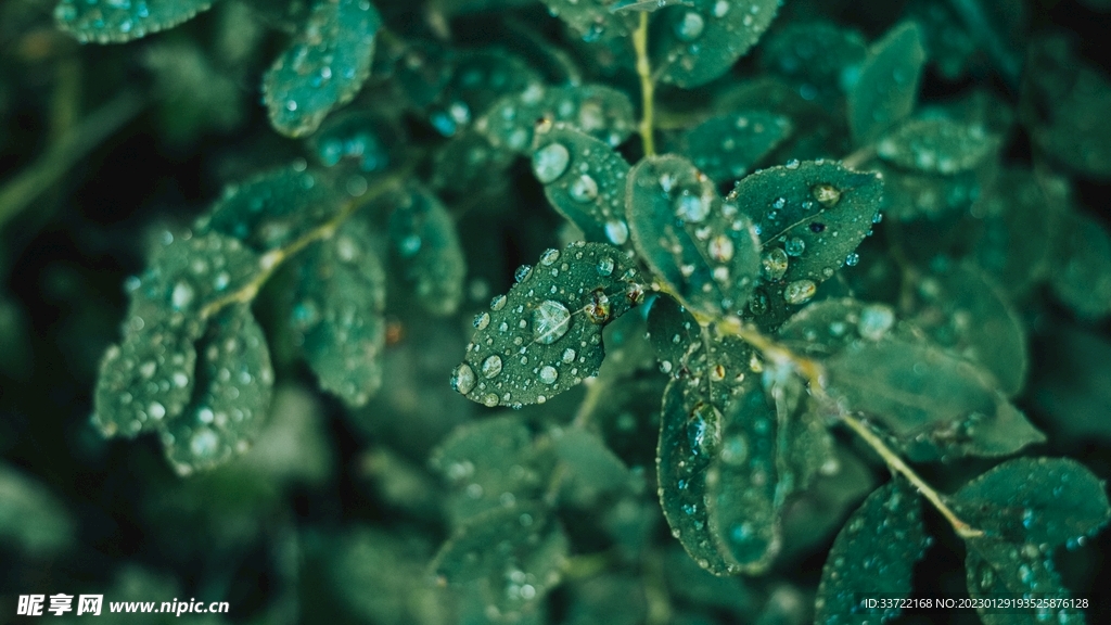 水滴水珠