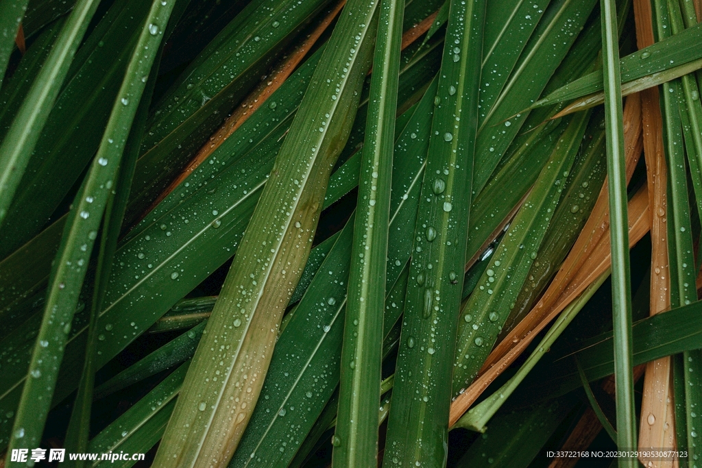 水滴水珠