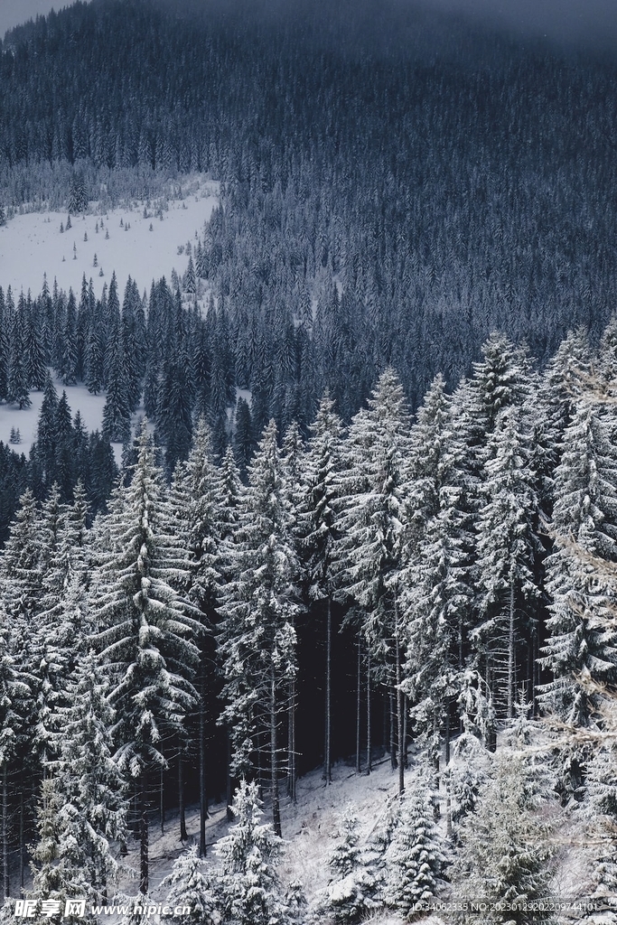 山