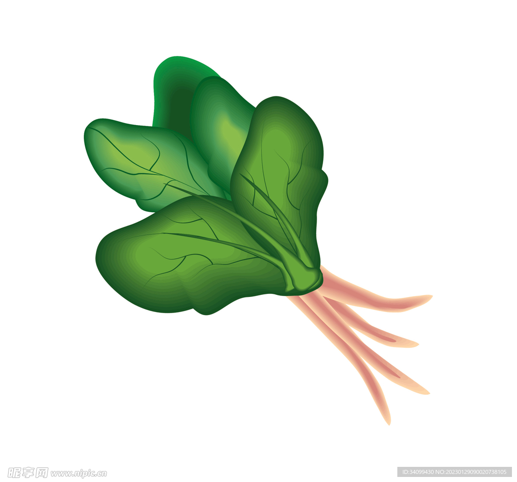 卡通风格的菠菜矢量图插图 向量例证. 插画 包括有 成份, 图标, 市场, 健康, 叶子, 可口, 食物 - 170147366