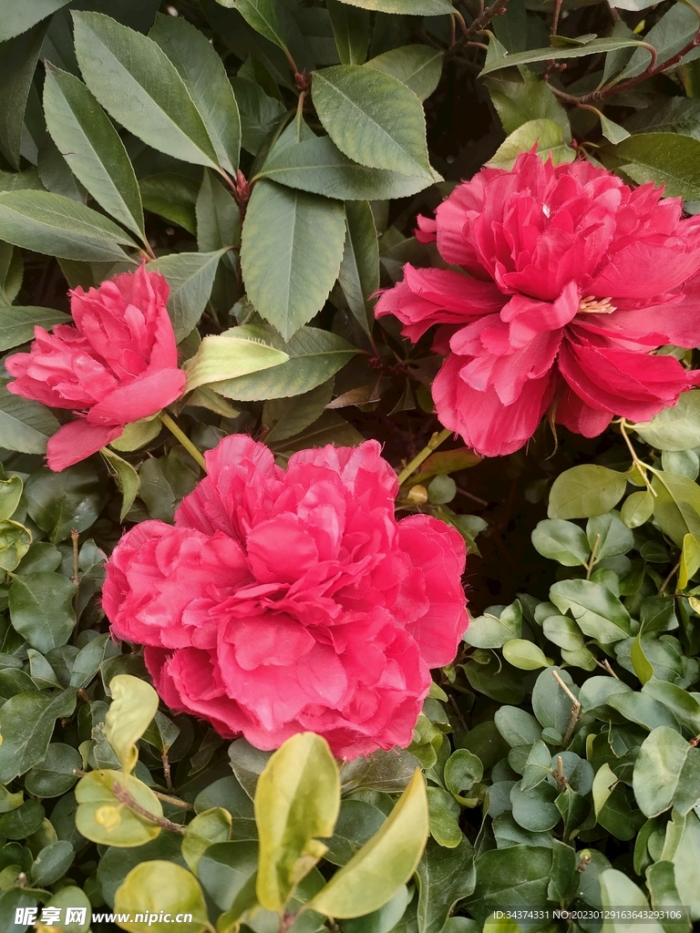花