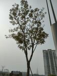 树