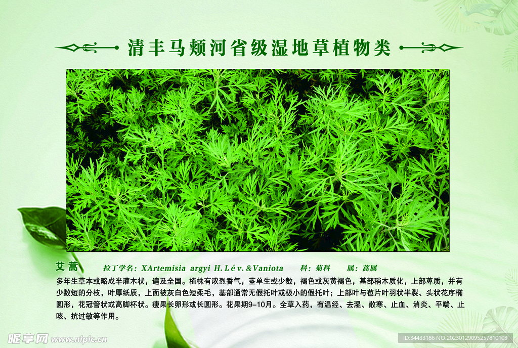 草植物 艾蒿