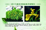 草植物 黄菖蒲