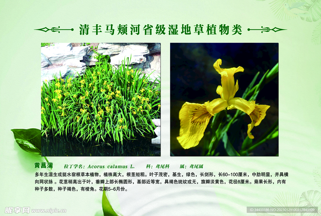 草植物 黄菖蒲