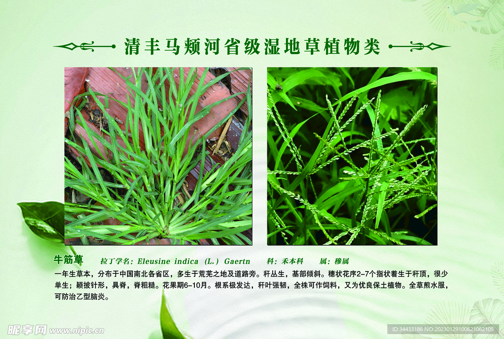 草植物 牛筋草