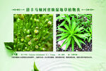 草植物 小飞蓬