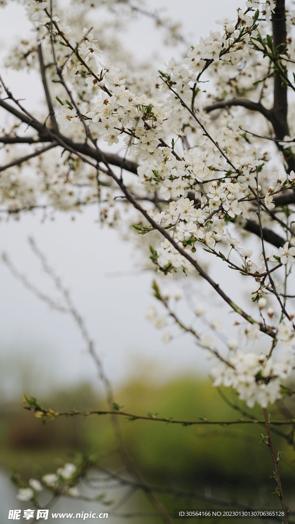 桃花