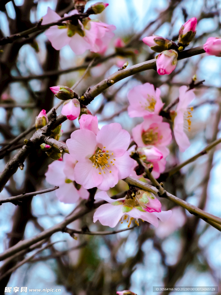 桃花