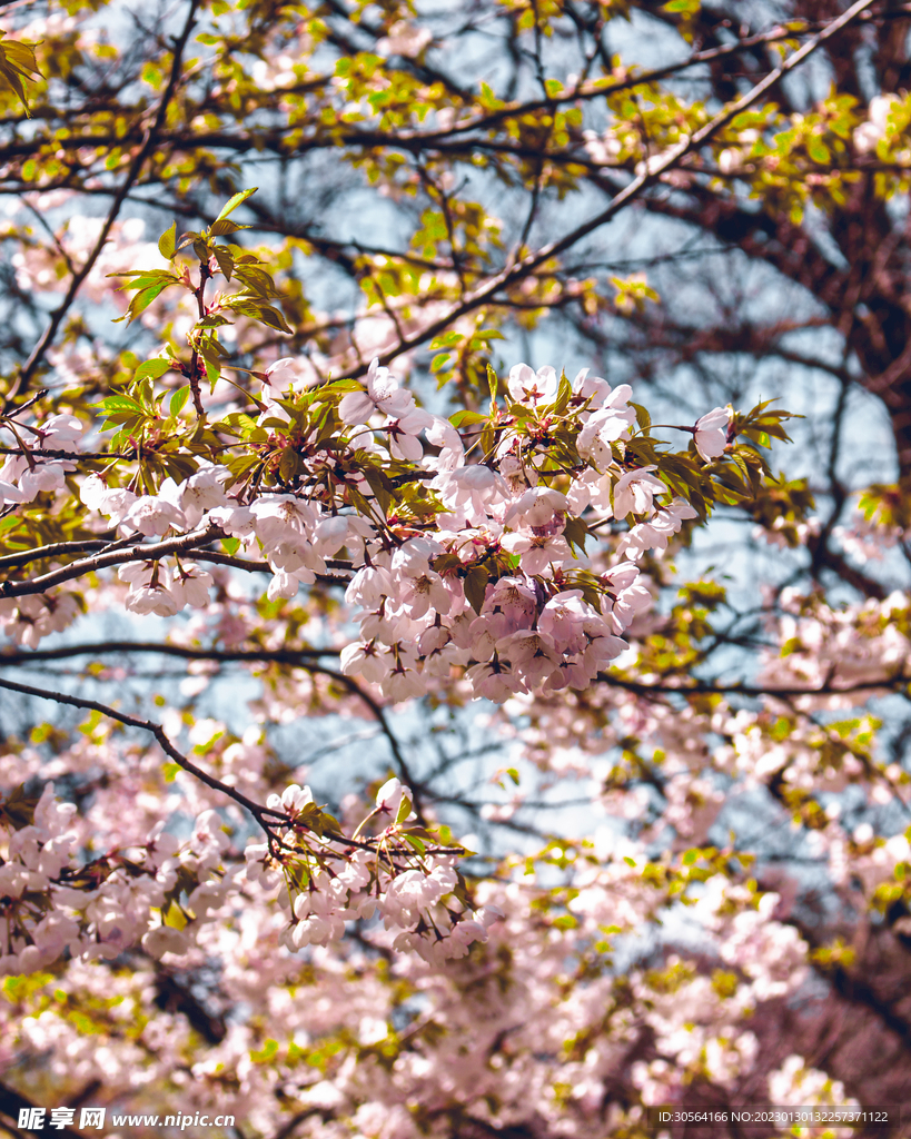 桃花