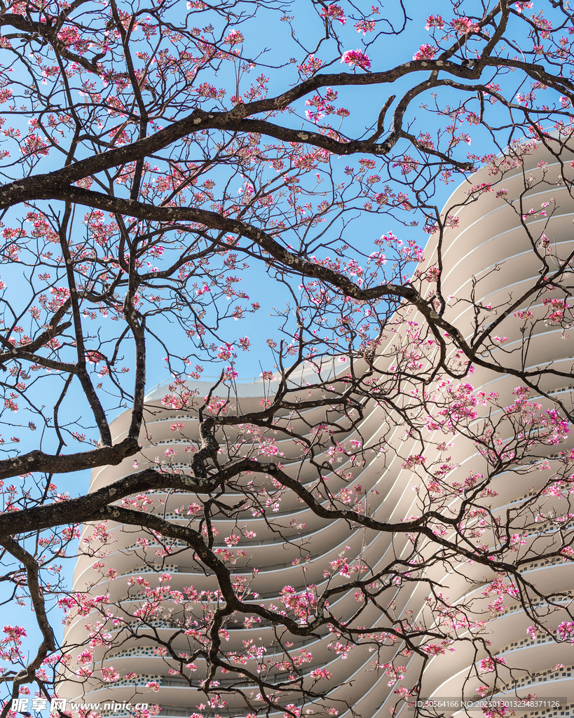 樱花