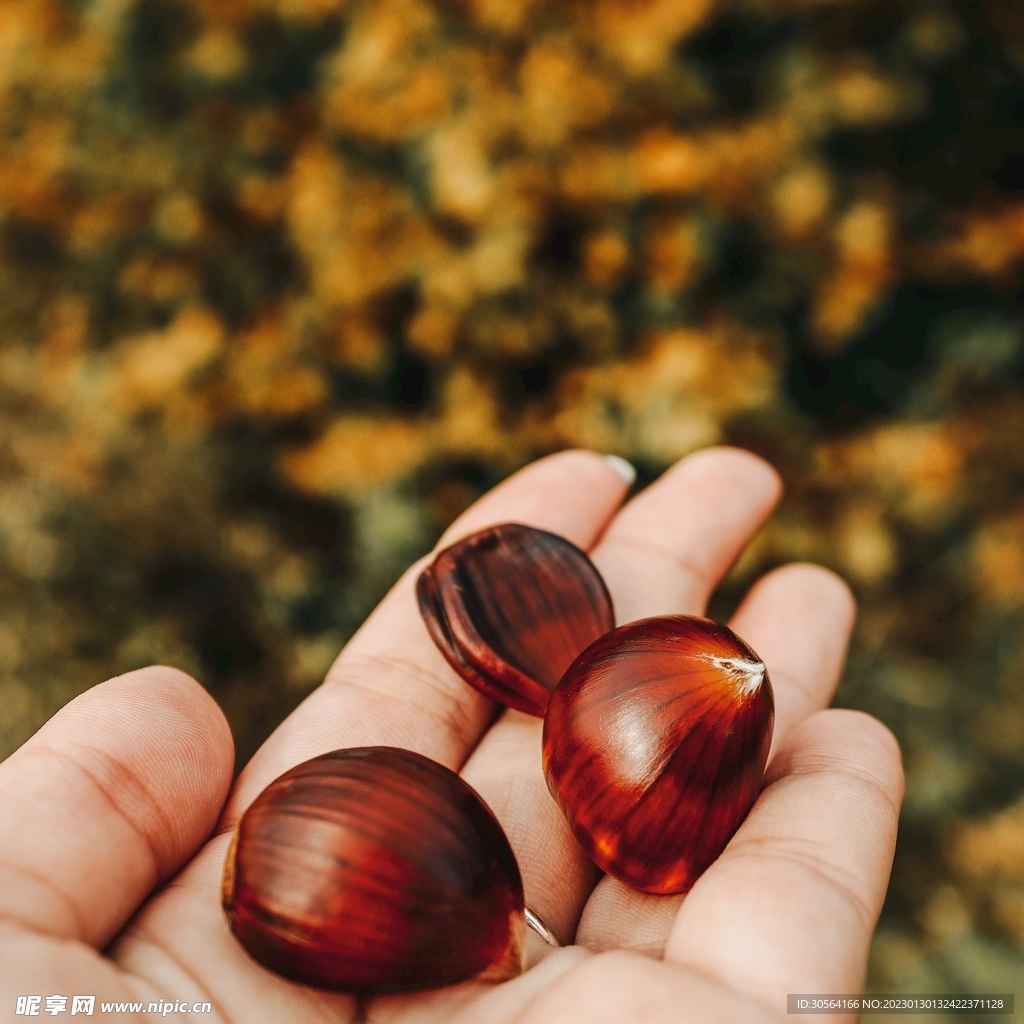 栗子