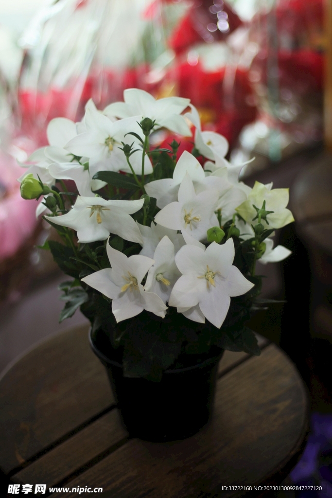 插花