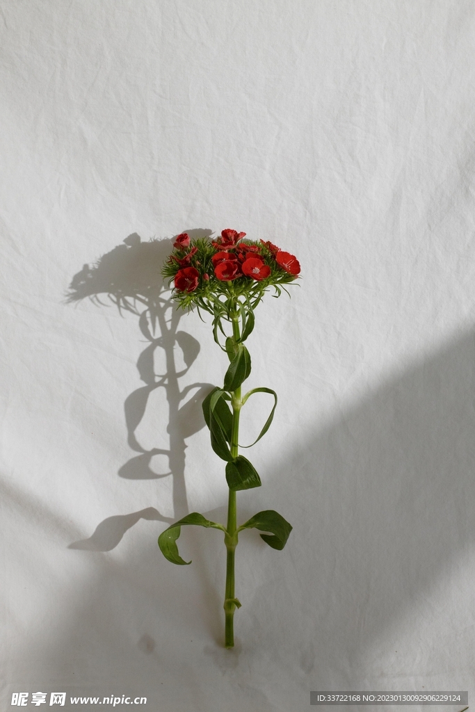 插花