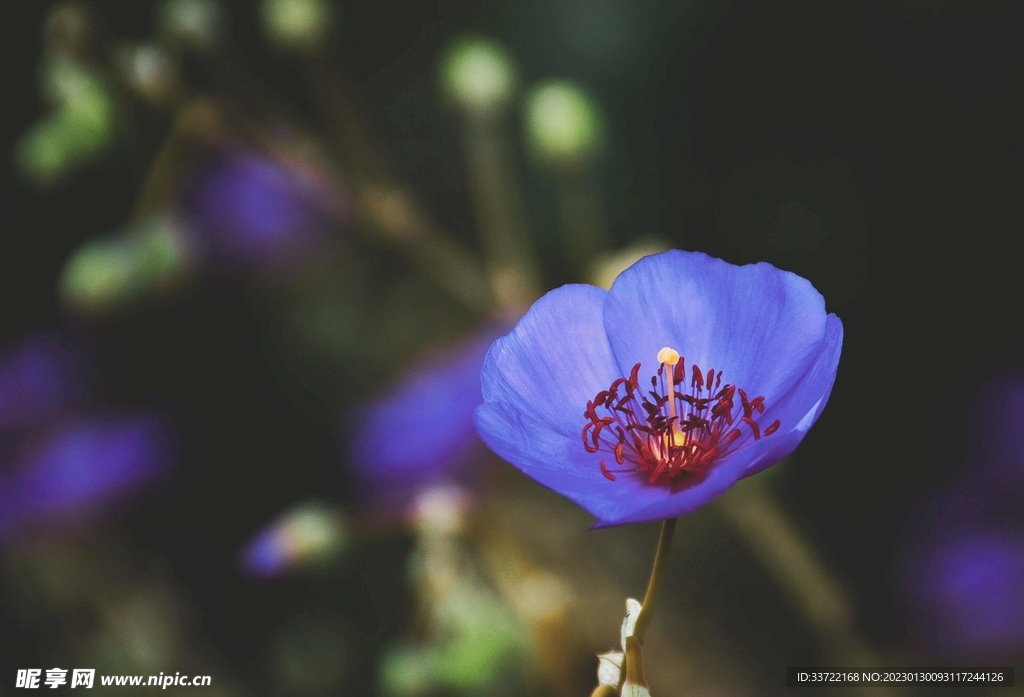 插花