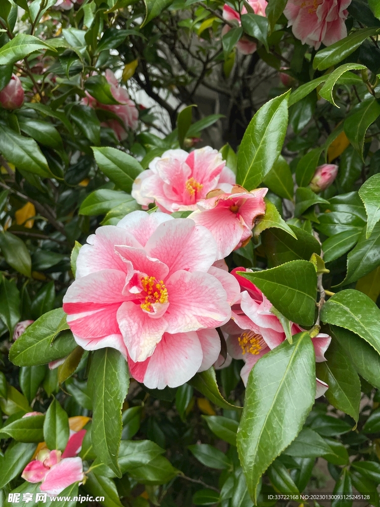插花